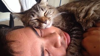 Cute cats wont sleep until they cuddle with their human [upl. by Nodlew]