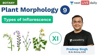 Plant Morphology  L 9  Types of Inflorescence  Unacademy NEET  Live Daily  Botany  Pradeep Sir [upl. by Jacquelyn]