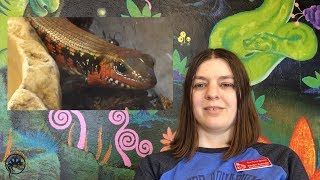 How to Take Care of a Fire Skink [upl. by Chandos]