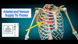 Arterial and Venous Supply To Thorax I Human Anatomy Tutorial [upl. by Seale460]