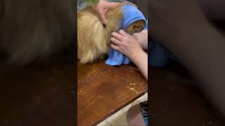 Ginger amp Snowflake  cute funny cats  gatos  gatti  chats  katzen  katten  koty  котики [upl. by Jehu]