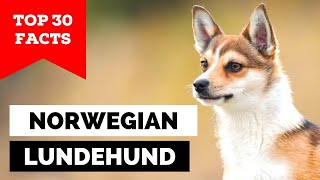 99 of Norwegian Lundehund Owners Dont Know This [upl. by Femi]