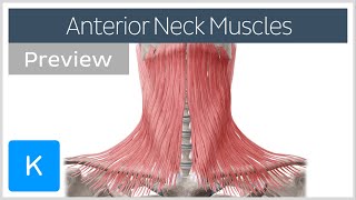 Anterior neck muscles preview  Human Anatomy  Kenhub [upl. by April]