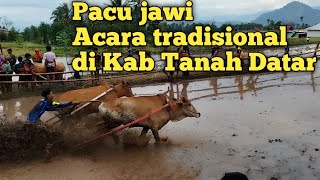 SERUUU  BEGINI SUASANA PACU JAWI DI KAB TANAH DATAR [upl. by Kelwin172]