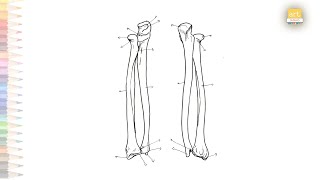 Radius and Ulna Forearm Bony Features diagram  How to draw Radius and Ulna bone simply  Science [upl. by Yssis]