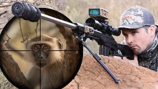 Guardians of the Nest The Battle Against Vervet Monkeys [upl. by Grantland]