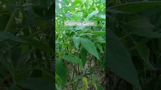 Cajanus Cajan or Pigeon 🐦 Pea or Toor Dal Plants ☘️ growing ⏩ in our farmland pigeonpeas shorts [upl. by Pierrette]