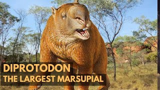 Diprotodon  The Largest Marsupial  Evolution  PrehistoryQuickFacts history shorts extinction [upl. by Dorsey]