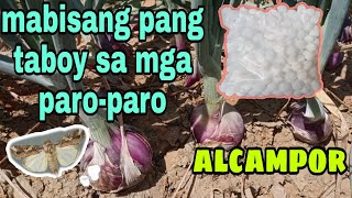 ALCAMPOR PANG TABOY SA PARO  PARO SA SIBUYAS [upl. by Adli]