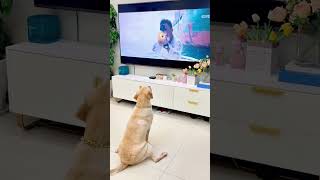 Dogs watch TV and get scared funnyvideos dog funny [upl. by Ahsinan]