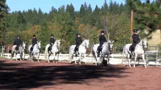 The Lipizzan [upl. by Geaghan]