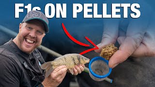 Catch F1s On Micro Pellets and Expanders  Andy Mays Basic Guide [upl. by Pillihp663]