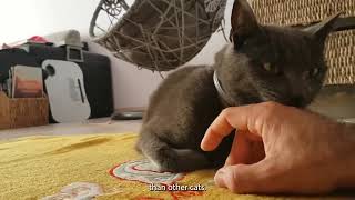 Korat cat care and characteristics [upl. by Kenward]