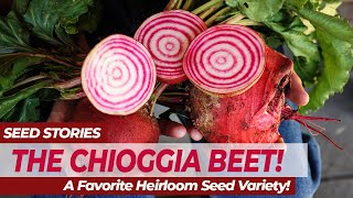 SEED STORIES  The CHIOGGIA BEET A Favorite Heirloom Seed Variety [upl. by Iras]