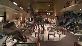 Secrets of the Fossil Hall [upl. by Tut]