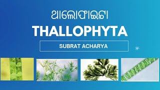 Thallophyta classification of plants ଥାଲୋଫାଇଟା ଉଦ୍ଭିଦ ଜଗତ [upl. by Ramu]