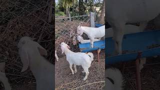 தலச்சேரி கிடா குட்டிகள் விற்பனைக்கு 8903641473 sales goatsales goat goatfarm tellicherry [upl. by Buchheim]