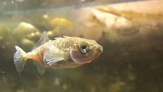 The Small But Aggressive Three Spined Stickleback  Wildlife Documentary [upl. by Louanne]