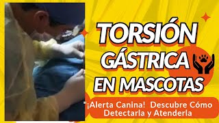 ¡Alerta Canina 🚨🐾 Descubre Cómo Detectar y Atender la Torsión Gástrica en Perros 🐕✨ [upl. by Ashbaugh]