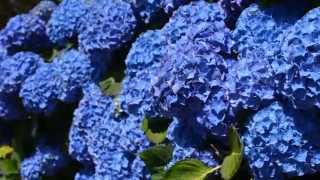 Hortensia 2014 [upl. by Bland78]