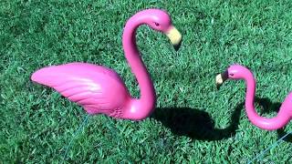 TWO FLAMINGOS IN MY YARD [upl. by Marlea]