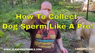 How To Collect Dog Sperm Like A Pro [upl. by Ramona889]