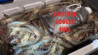 🦐 🔥 Trip 3 Bait Shrimping 2023  Charleston SC fish shorts fishing charleston short shrimp [upl. by Nivk]