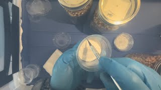 How to Transfer Agar to Popcorn Kernel for Mushroom Cultivation [upl. by Sinegold281]