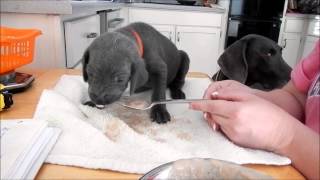 Weimaraner puppies first meal 22 days old [upl. by Liddy]