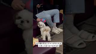 育て方間違えたかも dogbreed 犬のいる生活 シーズー puppy shihtz 癒し shihtzu 可愛い ペット [upl. by Stiruc]