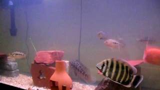 Midas Cichlid Zebra Tilapia Amphilphus Chancho Jaguar Cichlid Dovii [upl. by Nagle]