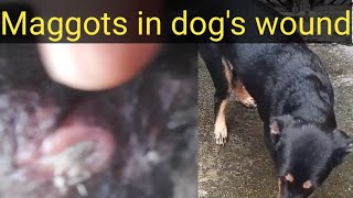 Maggots in dogs wound doglovers dog cuteanimal puppiesvideo dogvideos [upl. by Olegnaid]