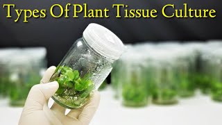 Types Of Plant Tissue Culture  Lec 06 [upl. by Ellened23]