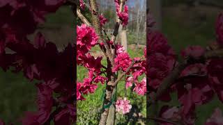 10 Flowering Fruit trees and bushes in MidMarch gardening garden flowers [upl. by Scandura664]