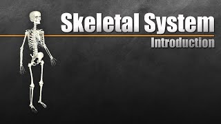 Introduction to the Skeletal System In 7 Minutes [upl. by Zaslow]