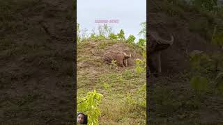 wildlife krugersightings kruger leopard animals krugtionalpark cheetah africanleopard lion [upl. by Zetrom]