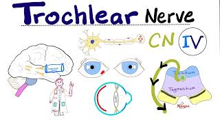 Trochlear Nerve  4th Cranial Nerve CN IV Superior Oblique Cavernous Sinus Syndrome  Neuro [upl. by Anattar]