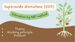 In vitro Superoxide Dismutase determination in plants by Nitro blue tetrazolium NBT method [upl. by Desdemona]