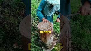 He decides to open the piece of wood l honey shorts viralvideo [upl. by Amalia900]