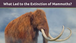 What Led to the Extinction of Mammoths [upl. by Meenen]