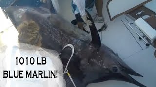 1000 LB bLUE MARLIN TOURNAMENT CATCH  Billfish Movement TV 047 [upl. by Henni]