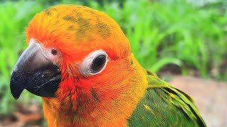 Sun Conure Bird singing sounds in the morning conurebird sunconure sunconuresounds [upl. by Niabi]