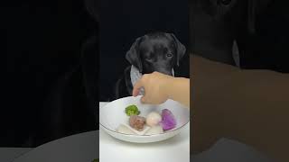 Picking up the leftovers in the kitchen  Cute pet debut plan Labrador OMG it smells so good [upl. by Smitt483]