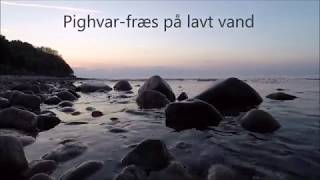 Pighvarfræs på lavt vand [upl. by Doggett]