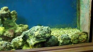 Amazing Fishes  Stonefish Feeding [upl. by Eunice]