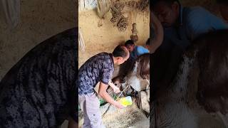 intravenous injection technique in jugular vein in cattleIV injection cannulation in a cow [upl. by Odlareg]