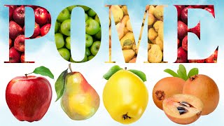 Pome  Exploring Pome Fruits  Types Uses amp Fun Facts  100 List of Pome Fruits  English Mastery [upl. by Ainollopa]