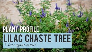 Lilac Chaste Tree Plant Profile [upl. by Holmun]