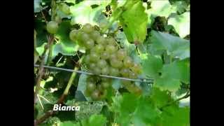 Uhudler und Weinsorten in der Steiermark Grape Varieties in Austria [upl. by Havard903]