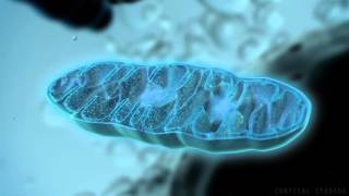 How Mitochondria Produce Energy [upl. by Mikeb]